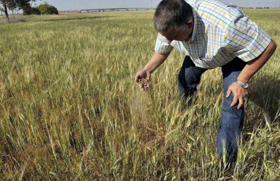 Proponen aplicar una ayuda acoplada a algunos cereales para paliar los efectos de la sequía en los cultivos