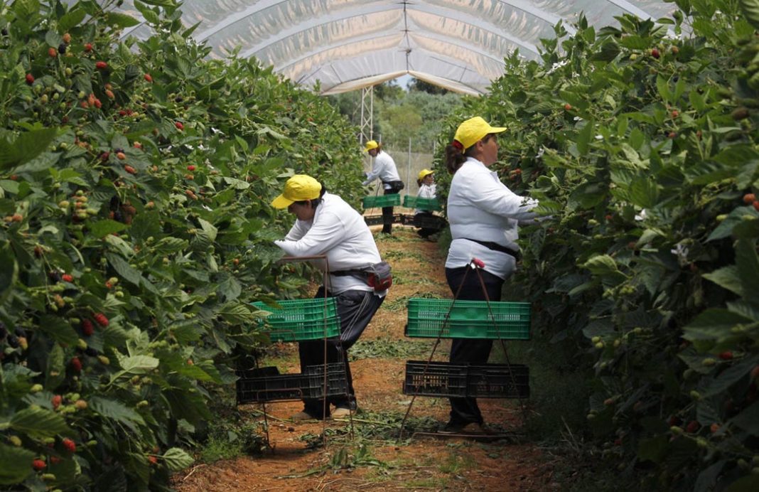 Andalucía convoca ayudas agroambientales a invernaderos y a la uva pasa por valor de 13 millones