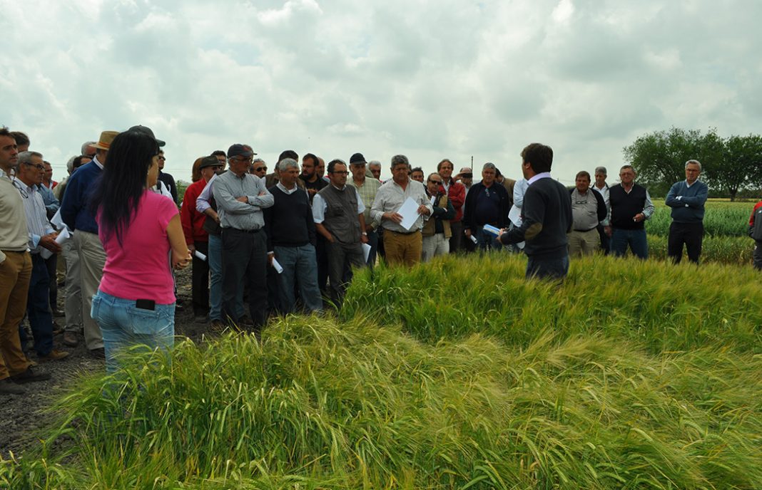 El sector cerealista de Cádiz aprende de las novedades del sector y a no vender a quien especula con estos cultivos