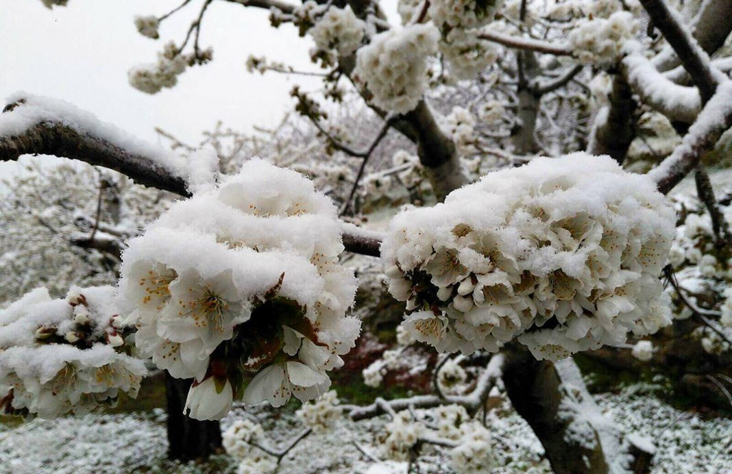 El brusco descenso de temperaturas, heladas y nieve provoca una caída de la producción de cerezas