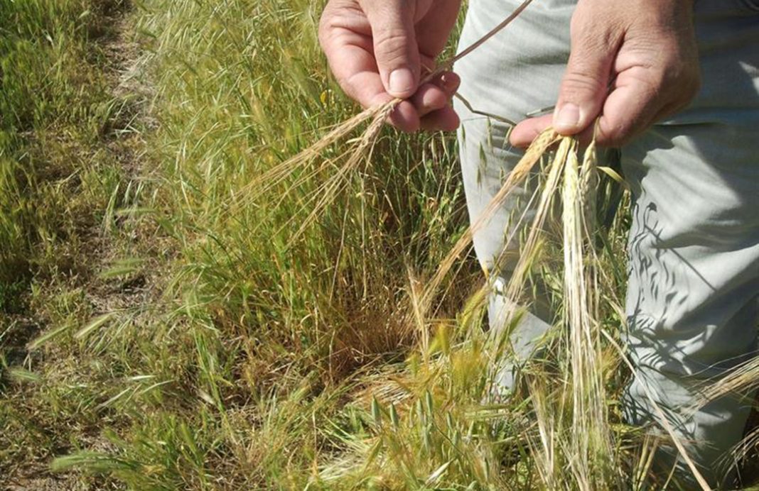 Los cultivos de CyL empiezan a espigar por falta de lluvia y reclaman una Mesa de Seguimiento de la sequía