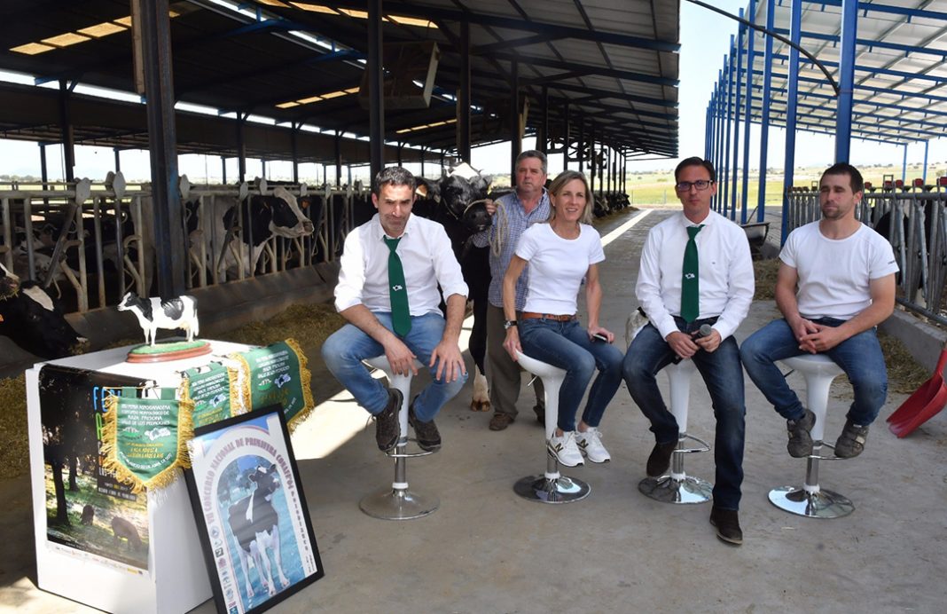 Sesenta ejemplares de once ganaderías, en el concurso de vacuno de leche frisona de la Feria de Los Pedroches
