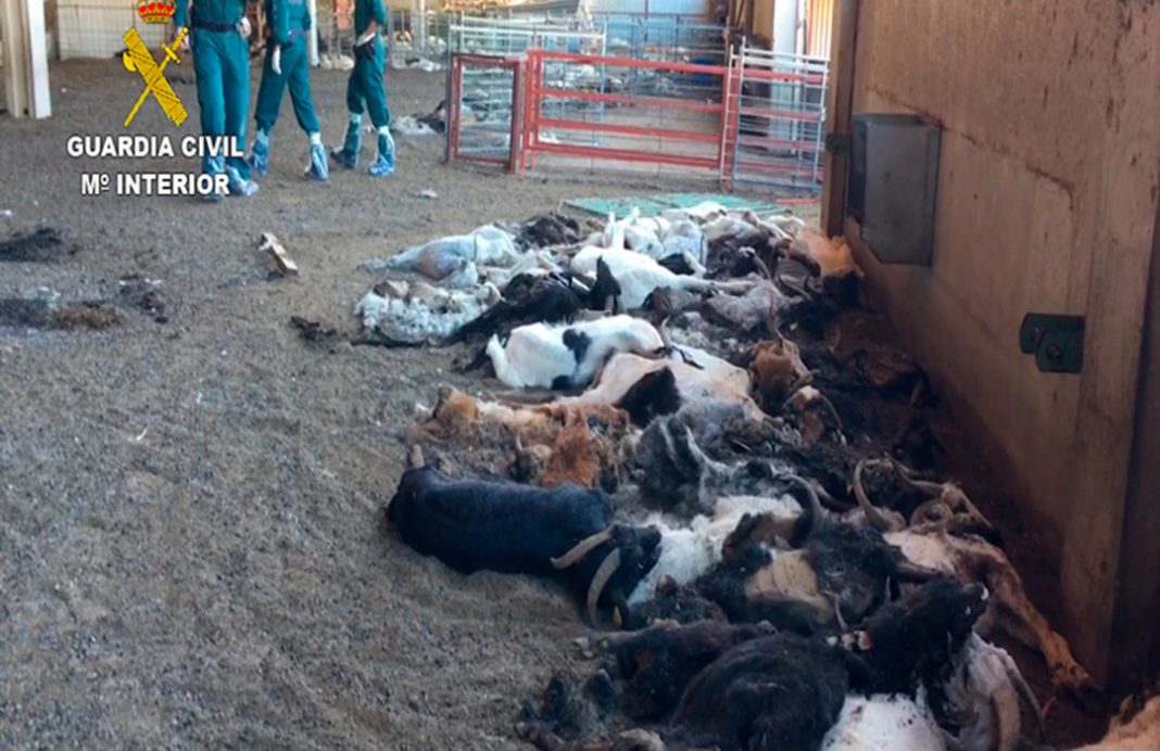 Qué bestialidad: Detenida una ganadera en Zaragoza por la muerte de 346 cabras por inanición