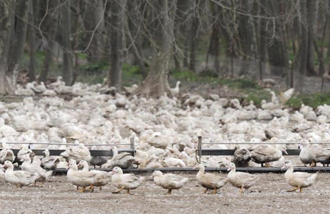 Las granjas catalanas afectadas por la gripe aviar recibirán 300.000 euros