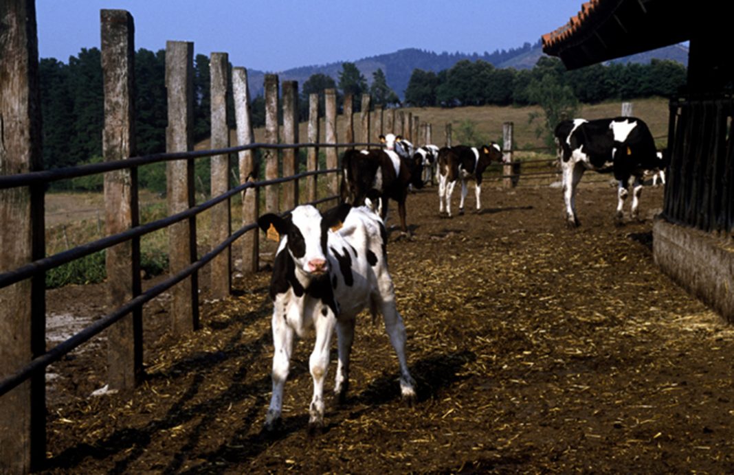 La ‘hoja de ruta oculta’ de Gobierno y UE para el sector lácteo: equilibrar oferta y demanda sacrificando ganaderos