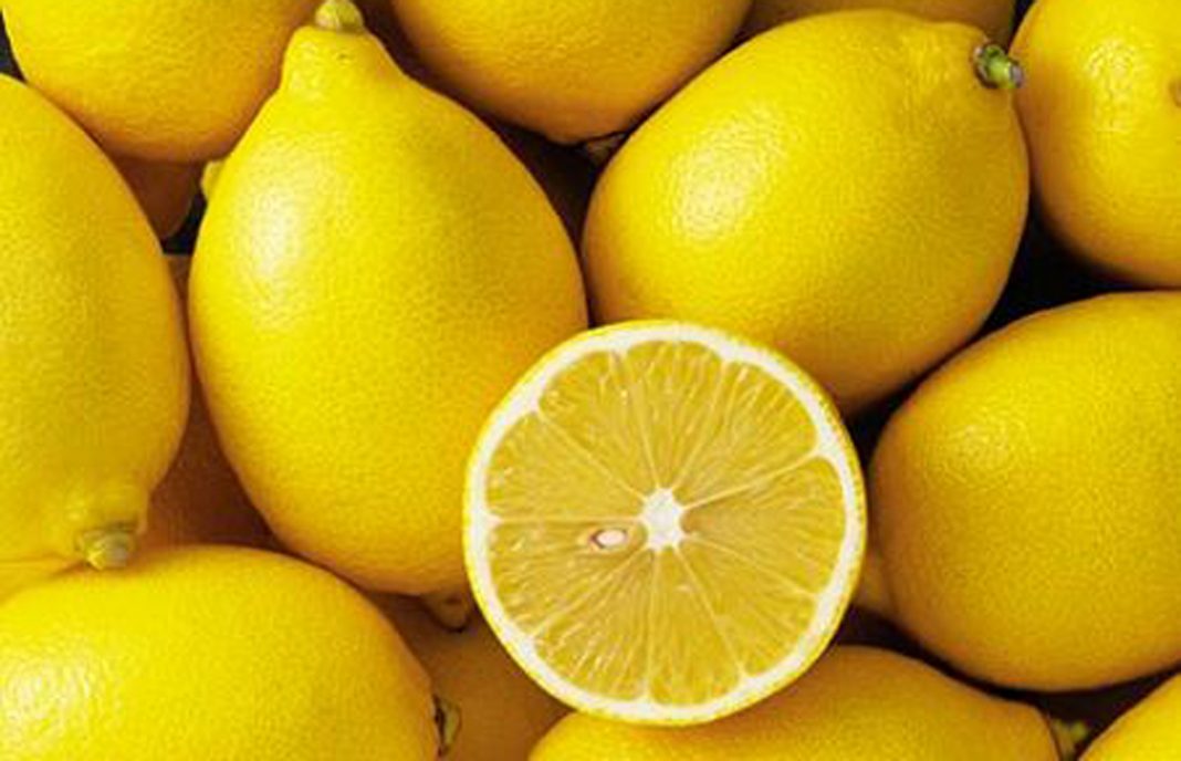 Se prevé una campaña de limón Verna muy positiva y con precios atractivos para el productor