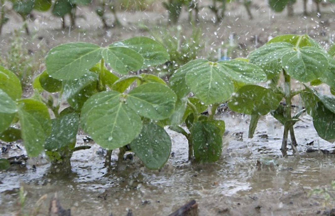 Un pequeño respiro ante la sequía: El viernes habrá lluvias fuertes en Andalucía, Extremadura y Castilla La Mancha