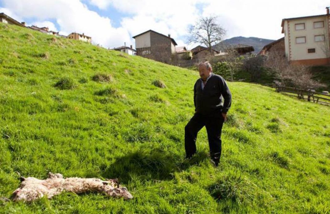 Los ganaderos se manifiestan en Asturias contra los lobos que pasean «por el interior de los pueblos»