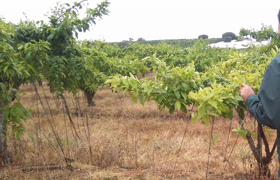 La Guardia Civil investiga una finca denunciada por tener 1.660 árboles de mandarina Orri sin licencia
