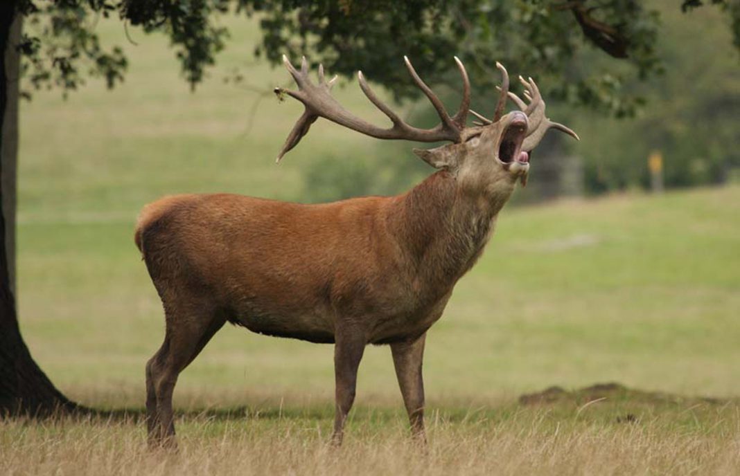 Extremadura cree que el año que viene se permitirá cazar ciervos en Monfragüe