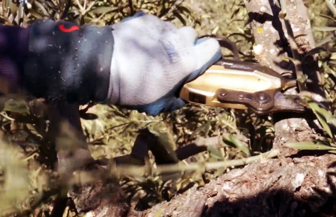 Un estudio identifica a los hongos que provocan la seca masiva de las ramas en el olivar de Gordal