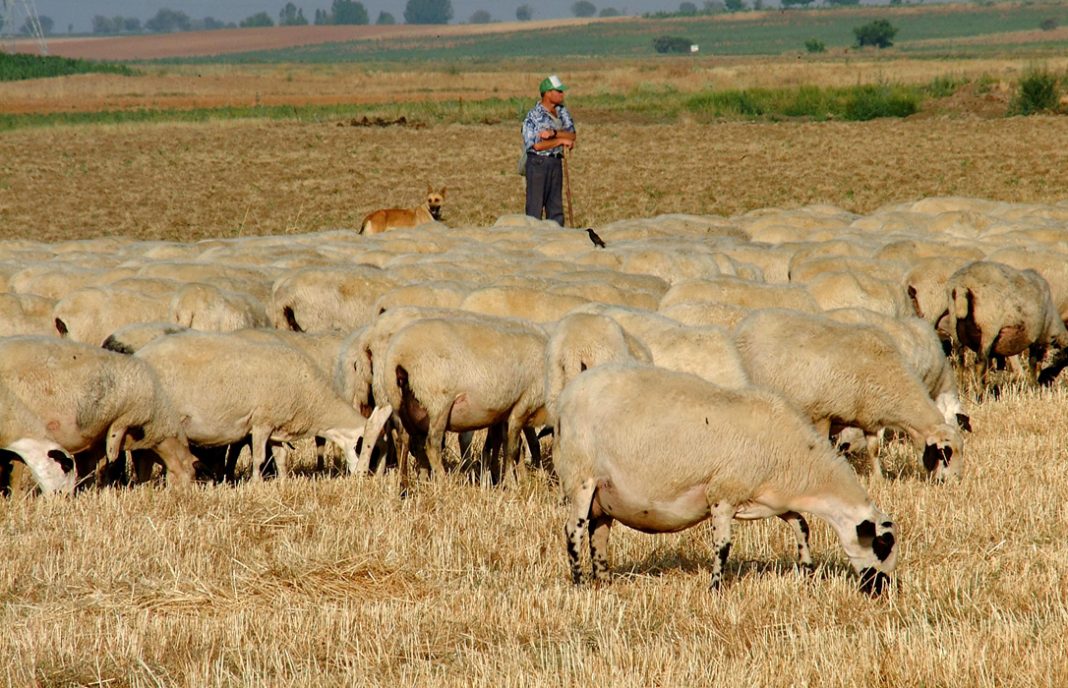Marcén (Presidente de Interovic): El ovino de carne está inmerso en una «crisis profunda» por su baja rentabilidad