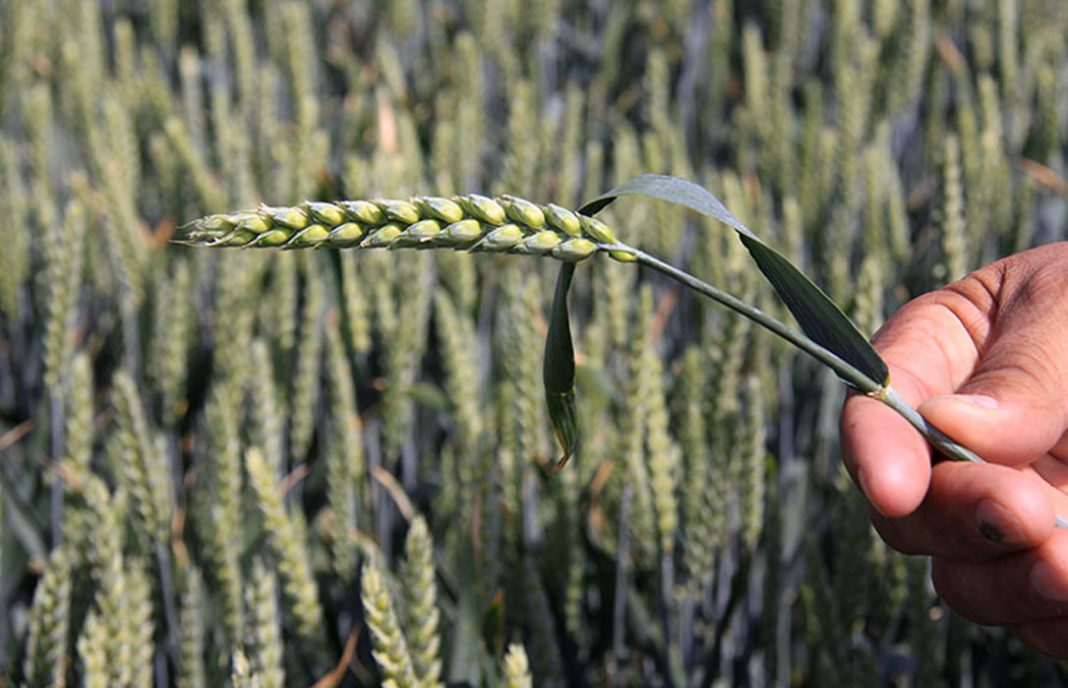 Lo único bueno de la sequía: El temor a una cosecha catastrófica impulsa el precio de los cereales