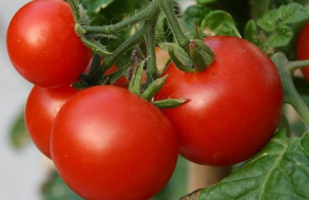 El precio en origen del tomate redondo liso sube un 42% en una semana pero aún está 10€ menos que hace un año