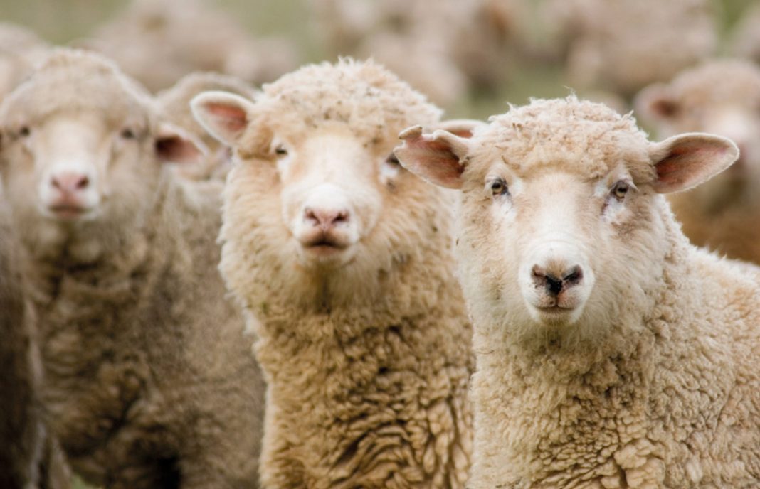 ANAFRIC se consolida con fuerza dentro del sector ovino y caprino y analiza sus retos