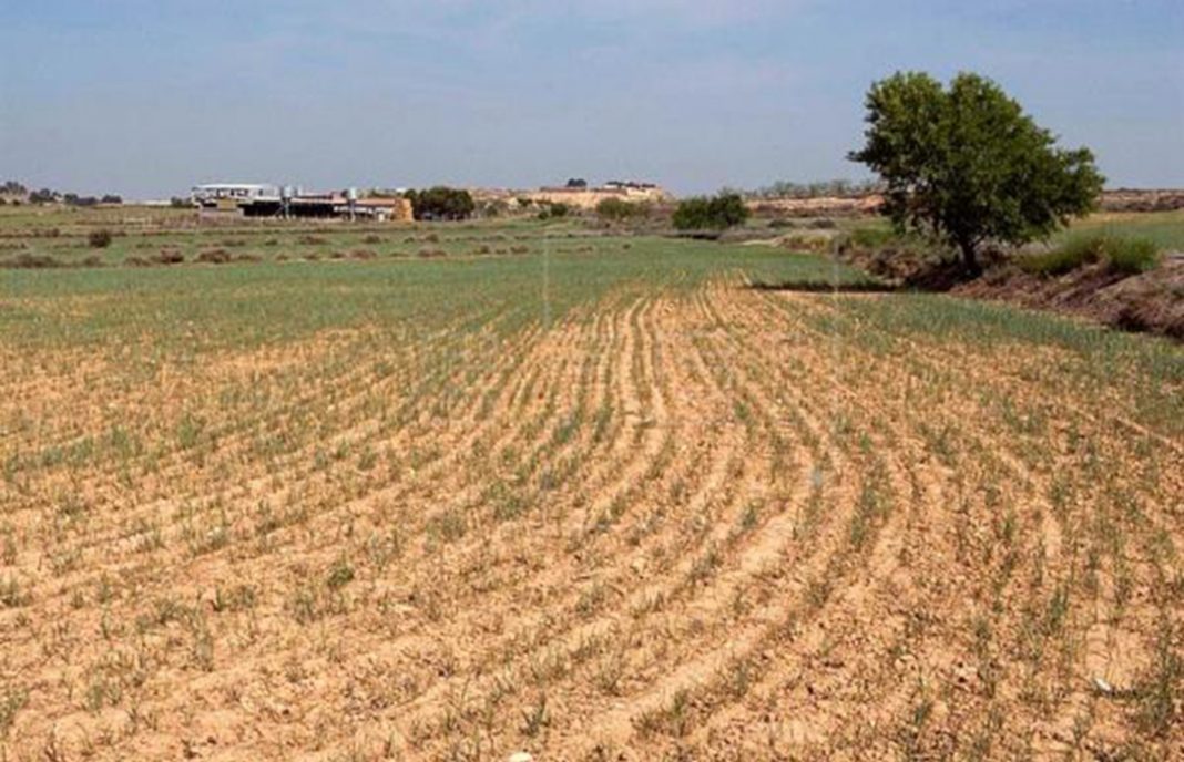 Agricultura propone anticipar las ayudas de la PAC y medidas financieras ante las pérdidas por la sequía