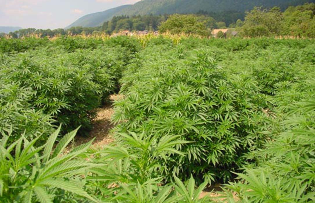 El mundo rural puede ‘flipar’: Su salvación económica está en la legalización del cannabis