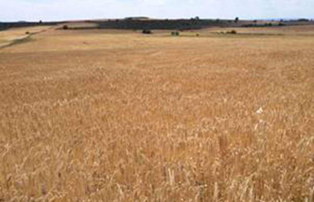 Piden un adelanto en el inicio de la cosecha de cereal de secano en zonas ZEPA de Cataluña
