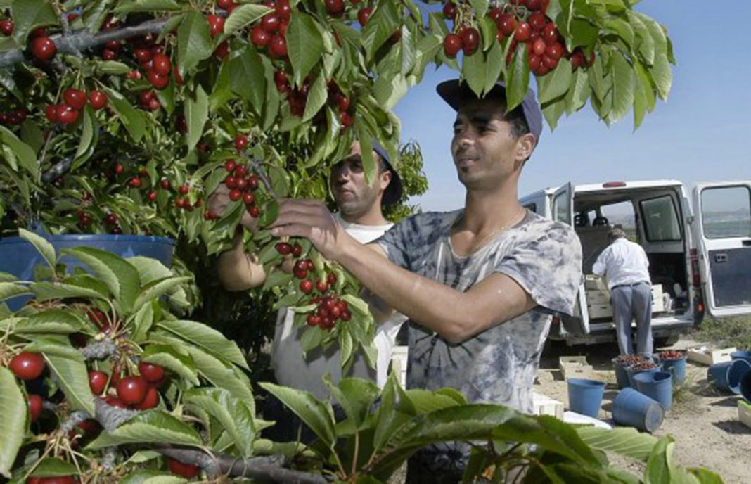 Nueva denuncia por la «persecución» de los agricultores de la cereza por las inspecciones de la Guardia Civil
