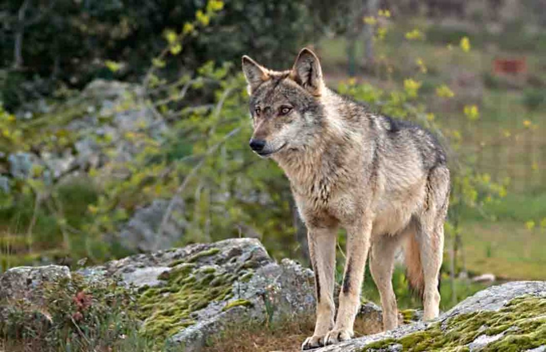 La UE abandona sus despachos y vendrá a Castilla y León para estudiar la problemática del lobo al Sur del Duero