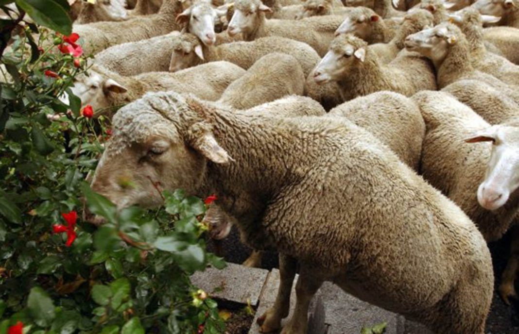Ampliado el plazo del pastoreo con ovino para prevenir los fuegos forestales en Extremadura