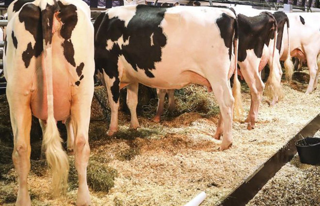 Preocupación, pero sin alarma, al detectarse otro caso del mal las vacas locas, esta vez en Cantabria