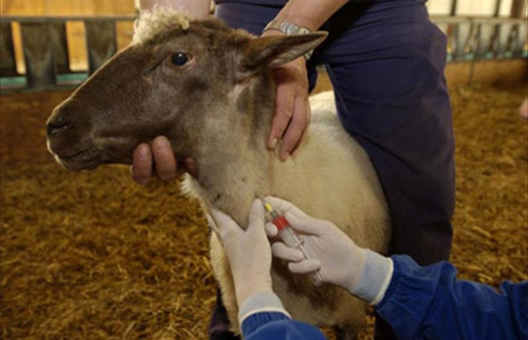 Andalucía distribuye 7,6 millones de dosis de vacunas de la lengua azul para proteger al ganado