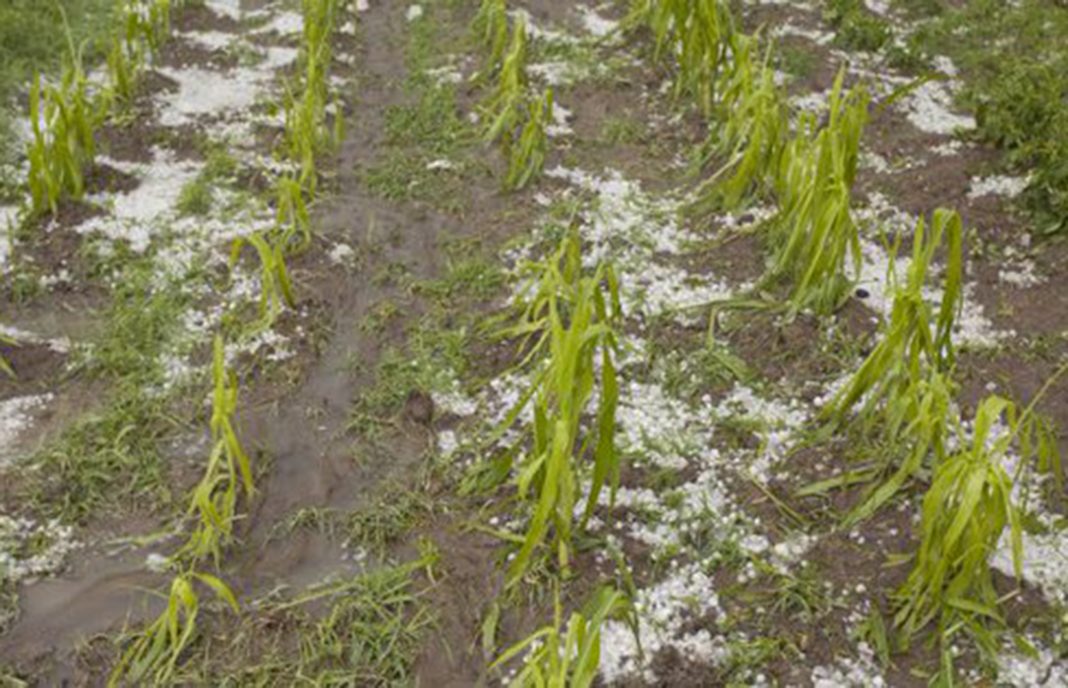 Una tormenta de granizo deja graves daños en entre 7 y 8.000 hectáreas hortícolas y de viñedos en Ciudad Real