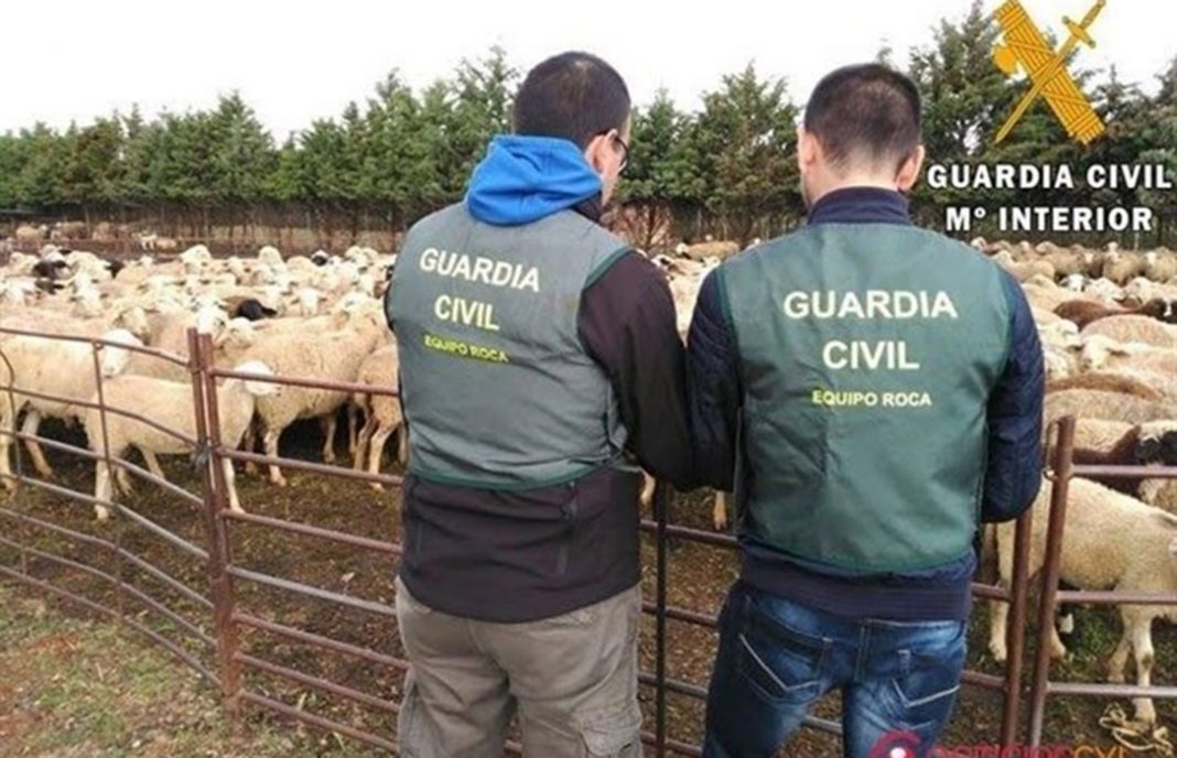 Dos detenidos por 8 delitos de hurto de 37 cabezas de ganado ovino en varias explotaciones