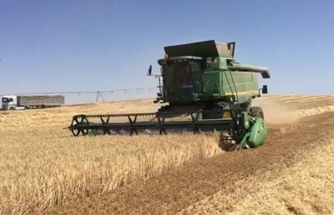 Arranca la siega de los cereales en Andalucía marcada por la sequía, con menos producción pero de calidad
