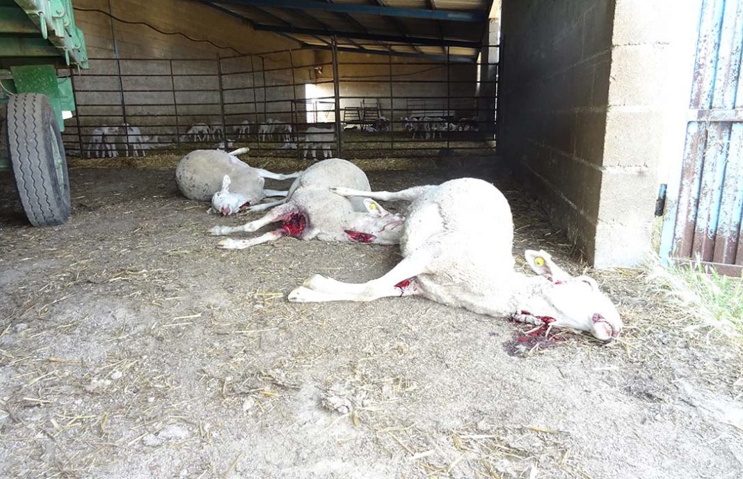Tres ovejas muertas y 150 huidas en un nuevo ataque 24 horas después y a 500 metros de que mataran 11 ovejas