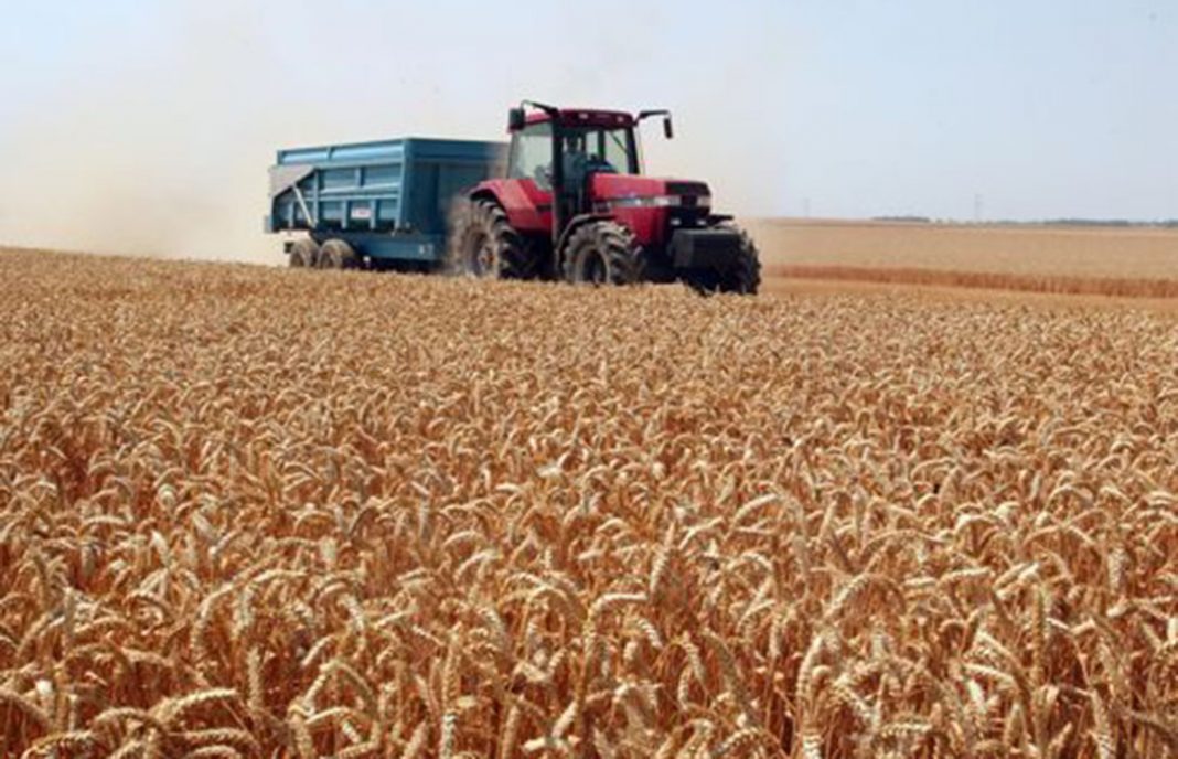Estabilidad en los precios de los cereales, pese a un inicio de campaña desastroso