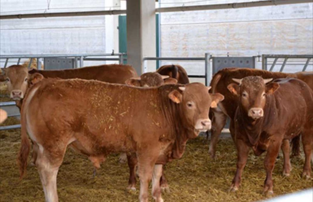 Un informe de COAG destaca el perjuicio del CETA en especial en la ganadería de vacuno de carne, porcino y leche