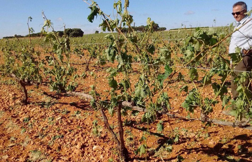 Agroseguro abonará antes de julio los viñedos dañados con más del 80% por el granizo en CLM