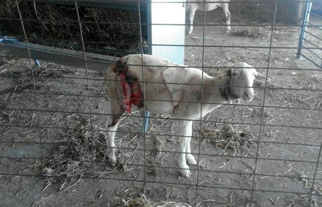 El lobo ataca a un rebaño en un cercado eléctrico y mata 10 ovejas hiriendo a 18 y ahuyenta a más de 200