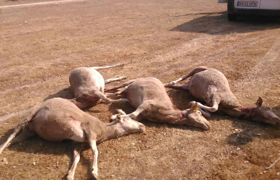 Once ovejas muertas en Salamanca al ser atacadas por lo que la Junta de CyL considera «perros asilvestrados»