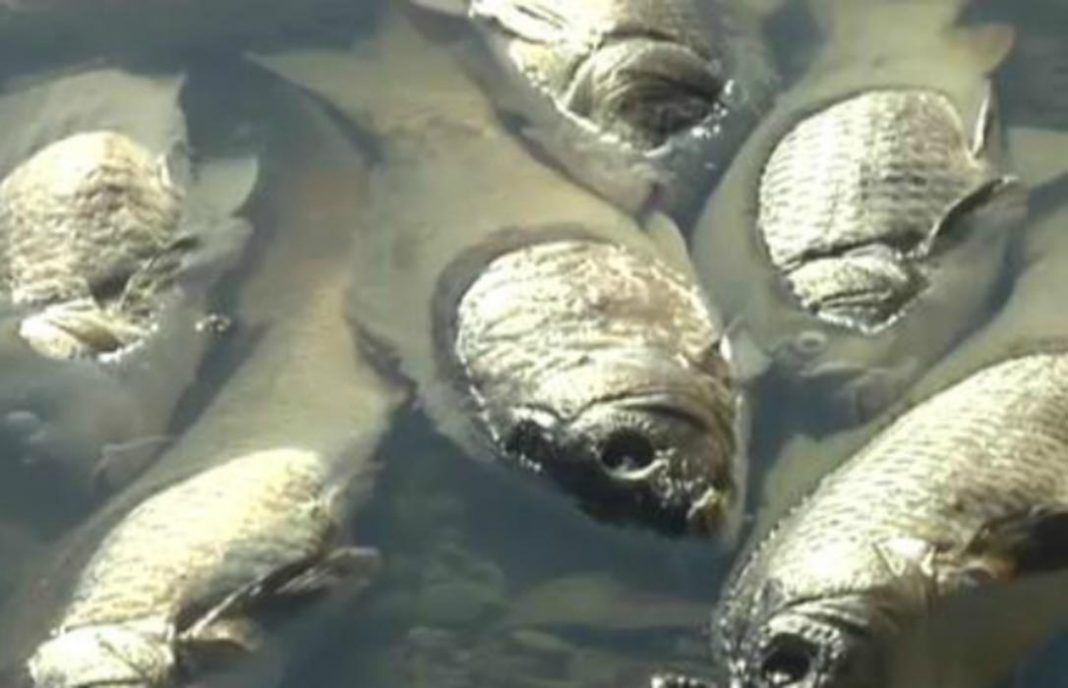 Otros daños de la sequía: La falta de caudal ecológico provoca la mortandad de peces en el río Bullaque