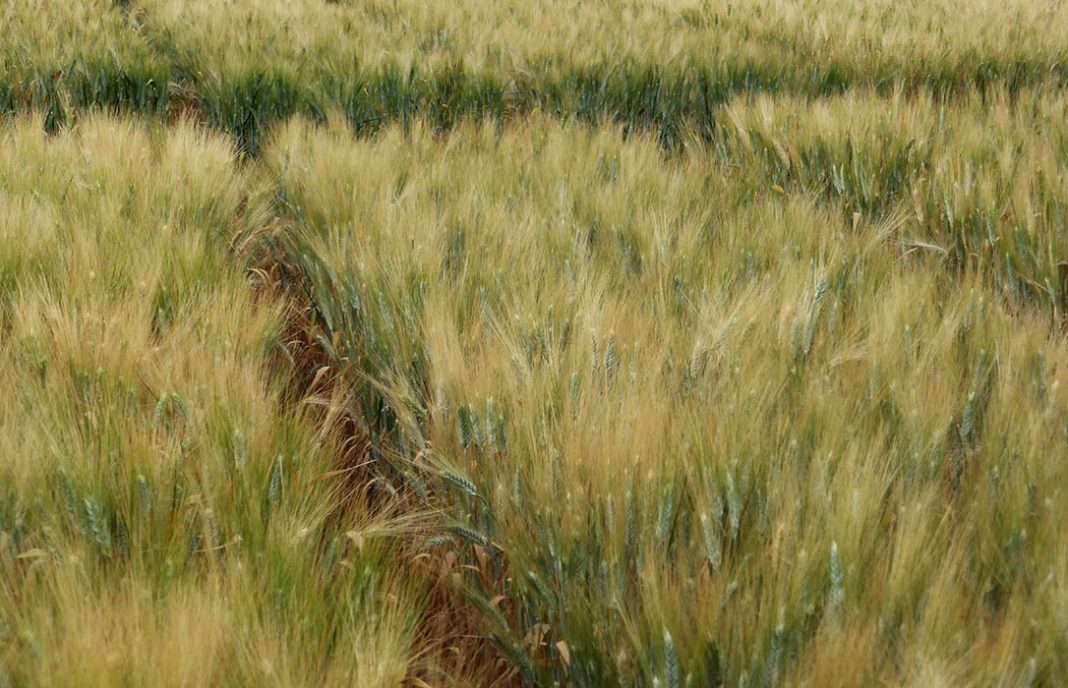 Arranca la cosecha del cereal andaluz marcada por la sequía con una producción desigual, pero de calidad