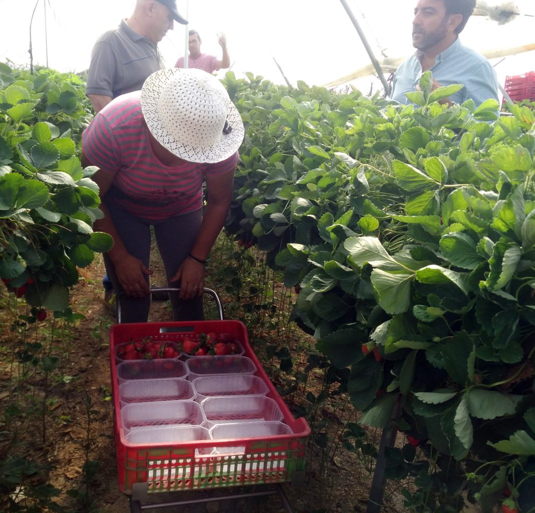 Polémica desempleo agrario: Andalucía propone formación para trabajadores en demanda puntual como la fresa