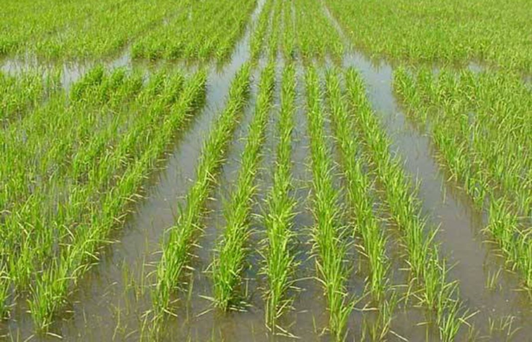 Extremadura pierde 4.056 has de plantaciones de arroz en 6 años por los bajos precios y altos costes