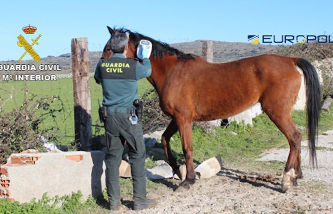 65 detenidos en siete comunidades autónomas por vender carne de caballo no apta para el consumo humano