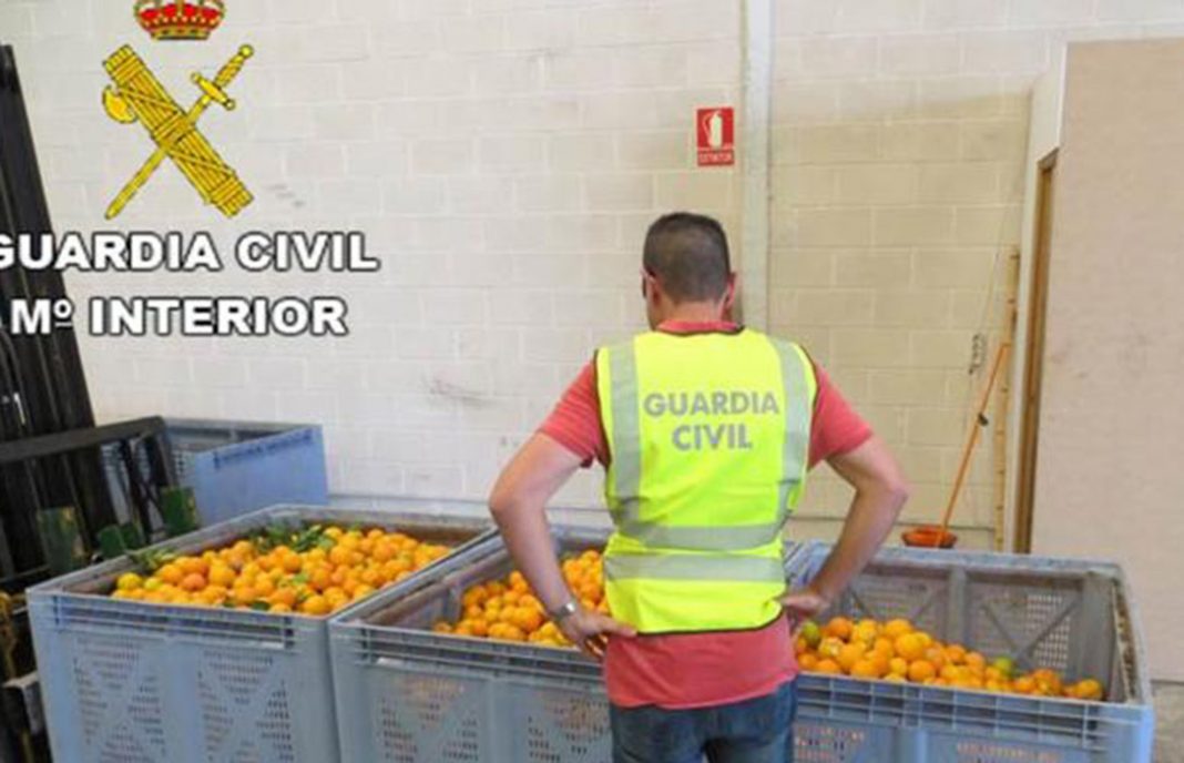 Detenidas cinco personas por robar más de 33.000 kilos de naranjas en Valencia en dos meses