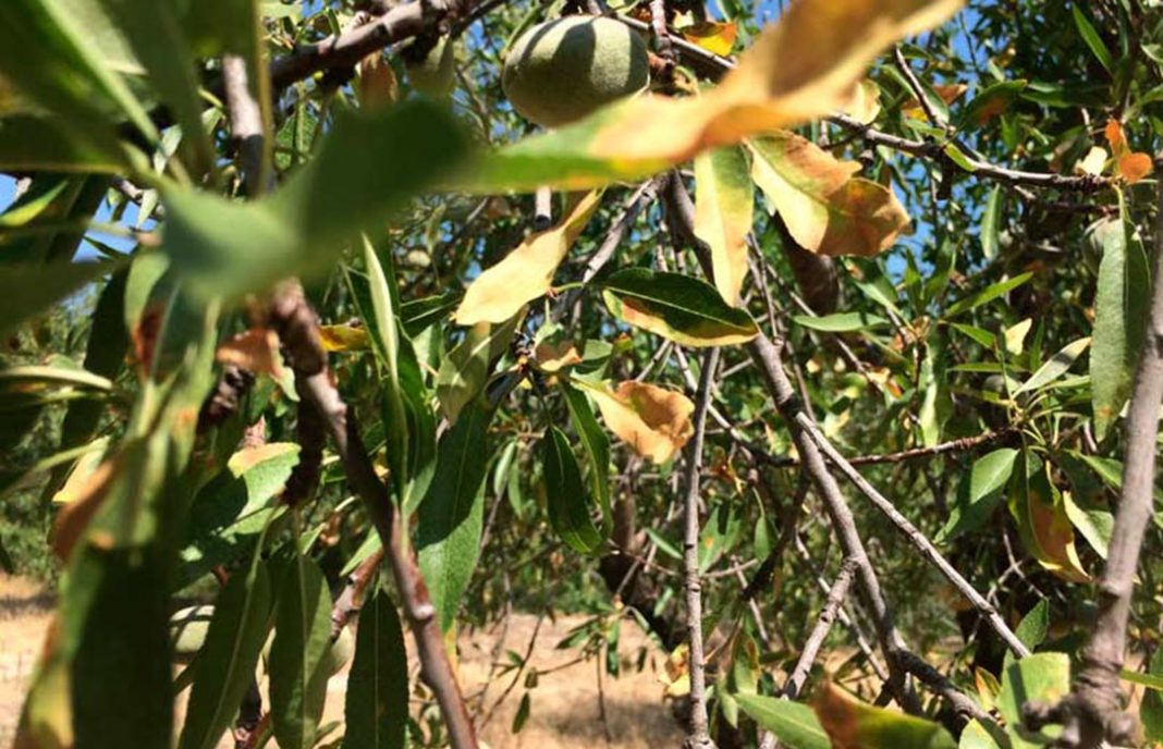 El brote de Xylella detectado en la península puede atacar más al almendro y los frutales que al olivar