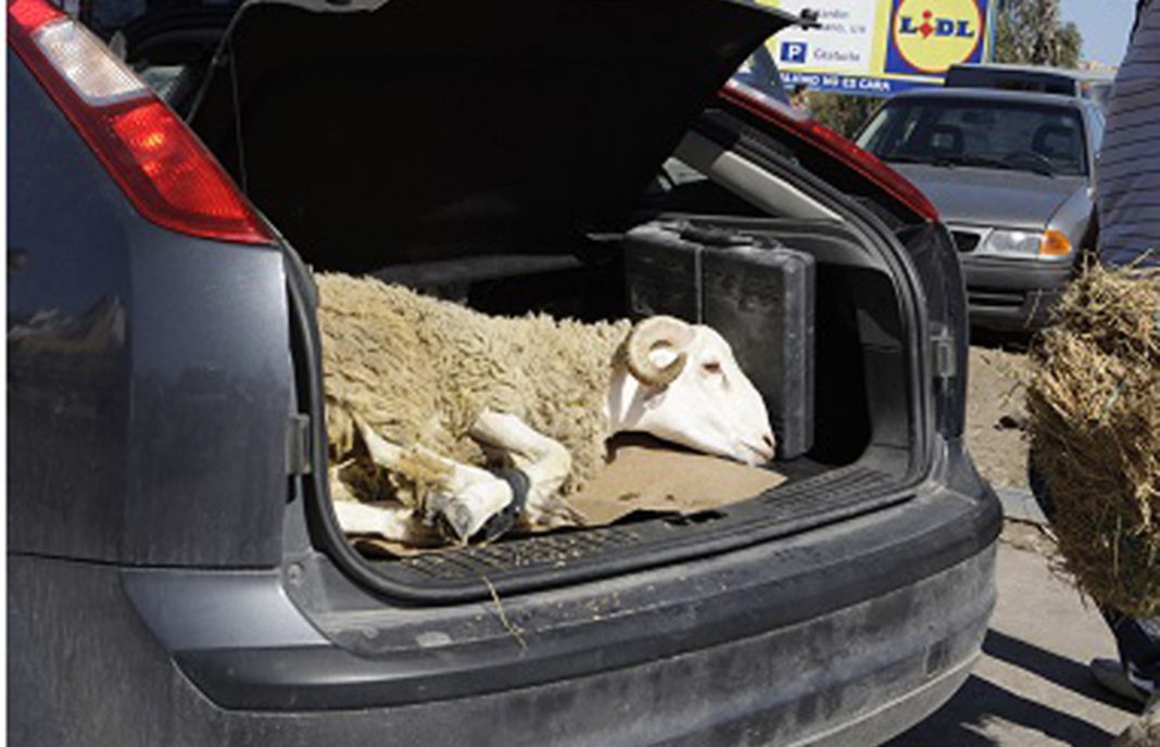 Exigen que se frene la entrada de ovino desde Marruecos ante el temor de la llegada de la fiebre aftosa