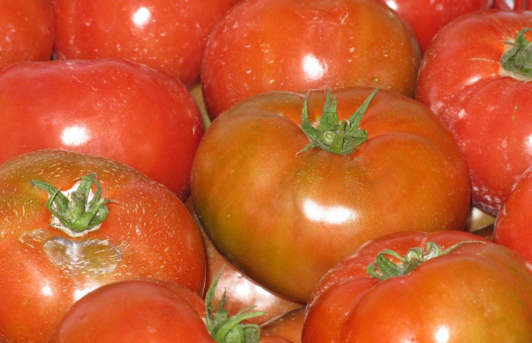 IPOD: El tomate de ensalada se pagó al agricultor a 0,28 euros/kilo y el consumidor lo abonó a 2€