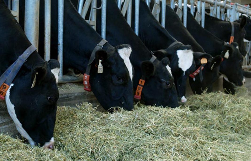 Optimismo en la Inlac: El sector lácteo español presenta «síntomas favorables» para recuperarse