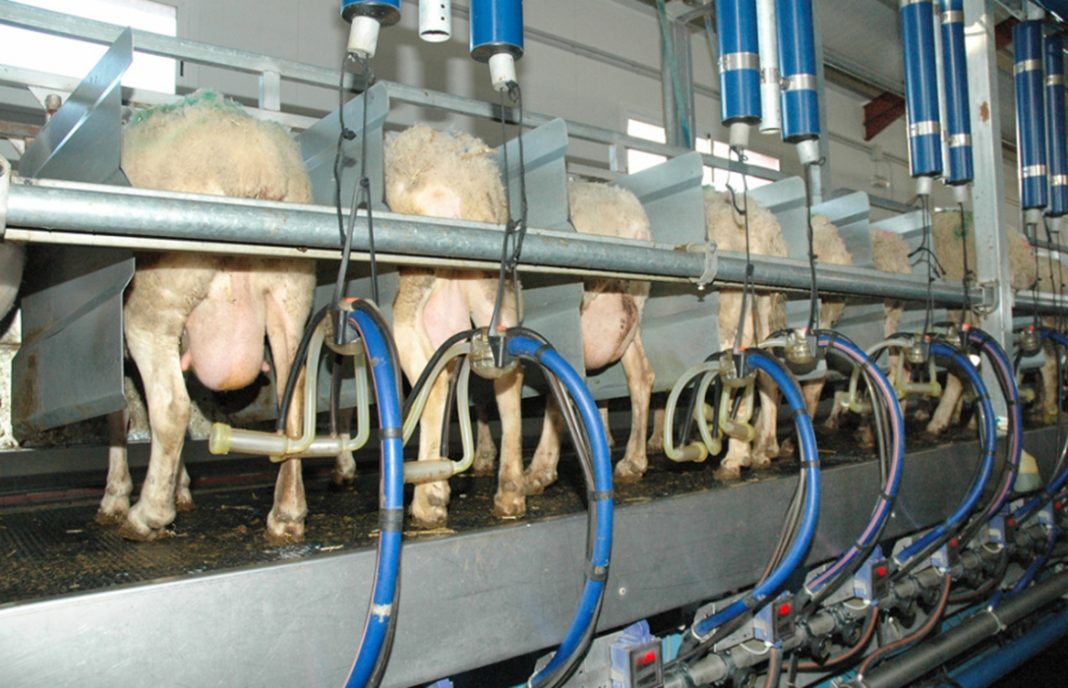 Cifras récords para las producciones de leche de oveja y cabra en mayo, aunque baja el número de ganaderos