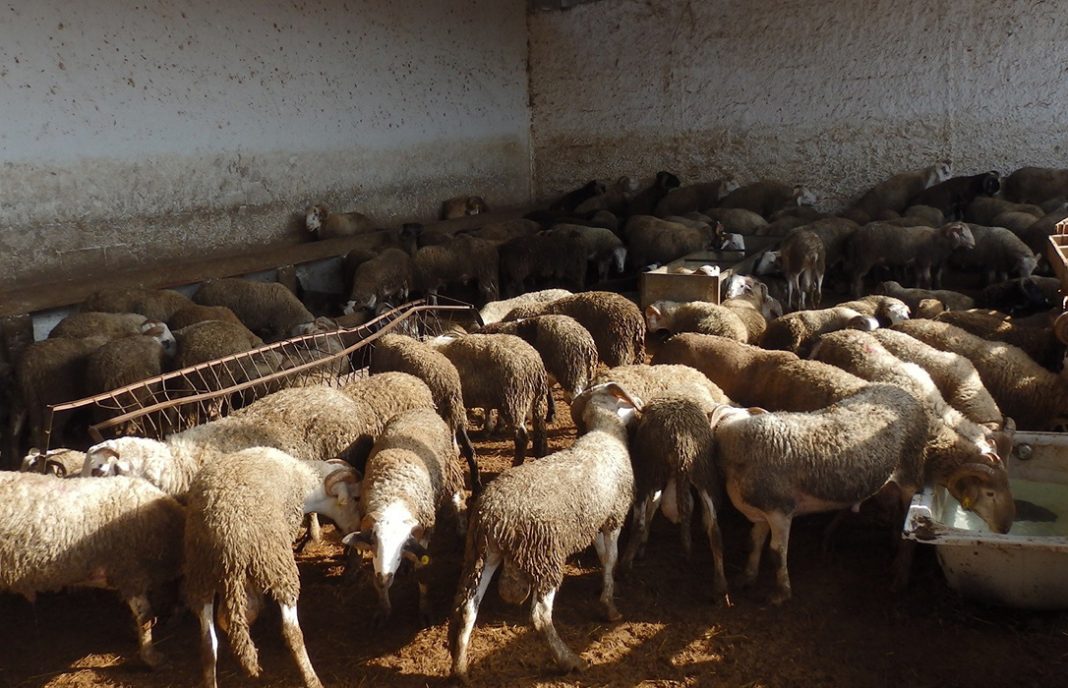 El Gobierno oficializa el permiso para la entrada temporal a Melilla de corderos desde Marruecos