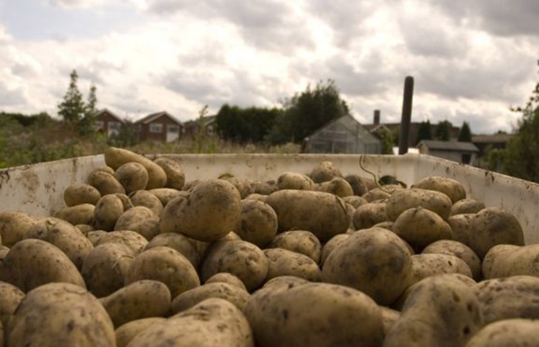 Asturias pagará una medida de 100 euros a cada agricultor afectado por la plaga de la patata