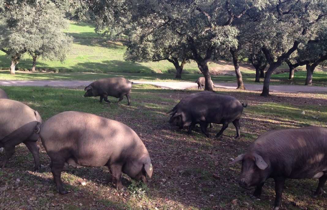 Solo 14,77% de los cerdos ibérico de bellota producidos España están amparados por una DOP